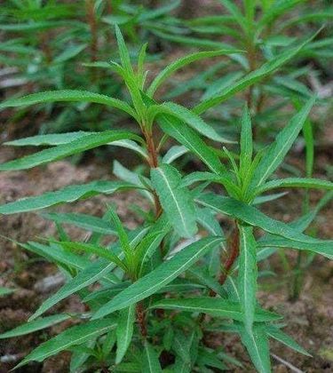 赶黄草泡水喝的功效