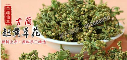 赶黄草能不能每天喝