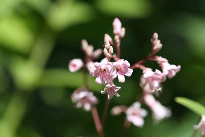  罗布麻花