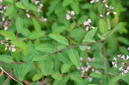 罗布麻茶为什么头茬嫩叶降血压效果最好？