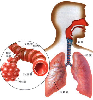 慢性支气管炎怎么办 多款中医食疗方来巧治