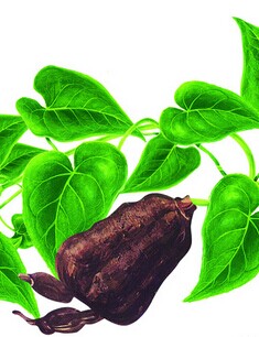 少白头怎么调理,调理少年白发的偏方