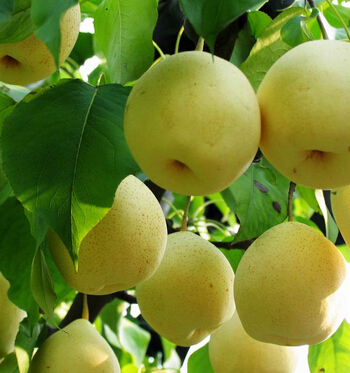 脾胃不好怎么调理,秋季养护脾胃应放首位