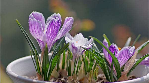 藏红花可以和菊花一起泡水喝吗