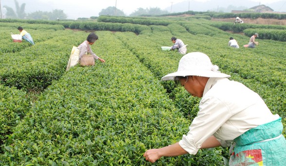 福鼎白茶白露茶