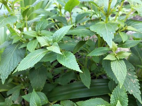 溪黄草的功效与作用具有清热利湿、凉血解毒