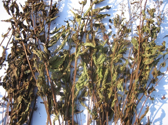 溪黄草的功效与作用，溪黄草能经常泡水喝吗？