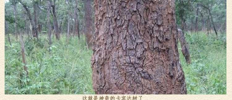 安哥拉卡宾达树皮产地实况图片