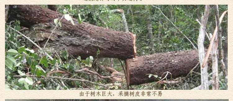 安哥拉卡宾达树皮产地实况图片