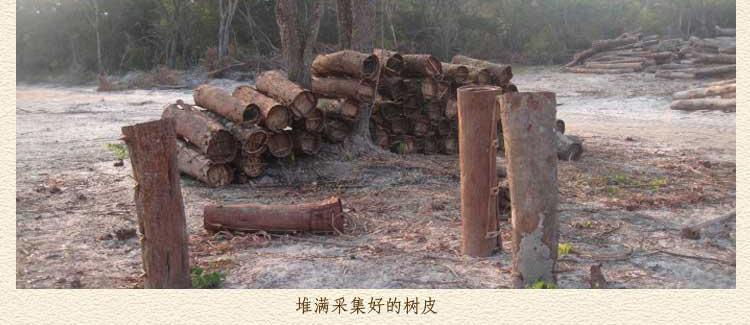 安哥拉卡宾达树皮产地实况图片